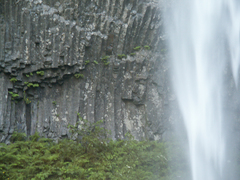 Adiantum aleuticum aleuticum