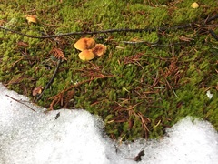 Cystoderma carcharias fallax