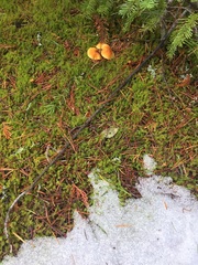 Cystoderma carcharias fallax