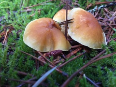 Cystoderma carcharias fallax