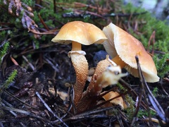 Cystoderma carcharias fallax