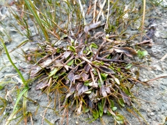 Ranunculus maculatus