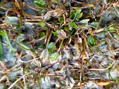 Ranunculus maculatus