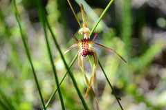 Caladenia corynephora