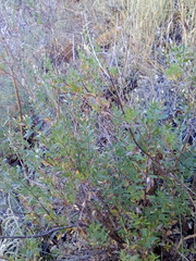 Loeselia purpusii
