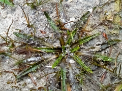 Plantago triandra