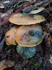 Suillus ponderosus