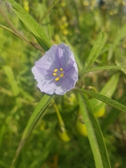 Solanum vescum