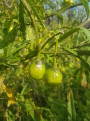 Solanum vescum