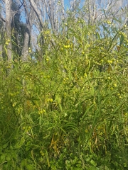 Solanum vescum