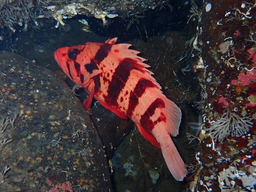 Tiger Rockfish
