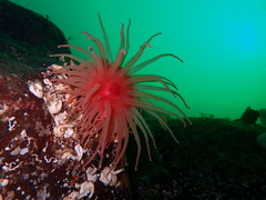 Cribrinopsis fernaldi