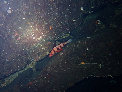 Sebastes nigrocinctus