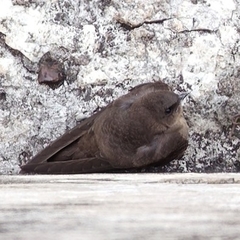 Ptyonoprogne concolor