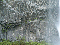 Adiantum aleuticum aleuticum