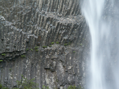 Adiantum aleuticum aleuticum