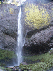 Adiantum aleuticum aleuticum