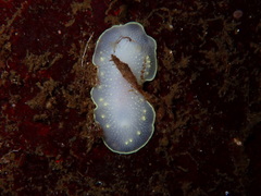 Cadlina