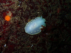 Cadlina