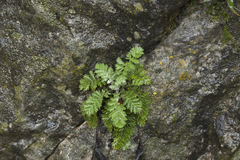 Tanacetum poteriifolium