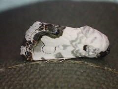 Acontia aurelia