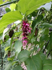 Leycesteria
