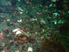 Lepidopsetta bilineata