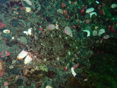 Lepidopsetta bilineata