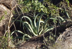 Agave vilmoriniana
