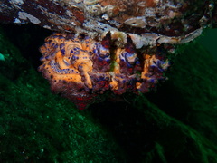 Echidnocerus cibarius