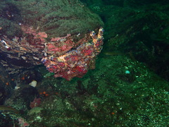 Echidnocerus cibarius