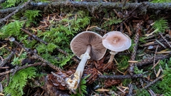 Agaricus semotus