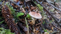 Agaricus semotus
