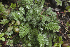 Tanacetum poteriifolium