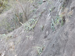 Agave vilmoriniana