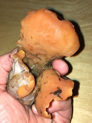 Guepinia helvelloides