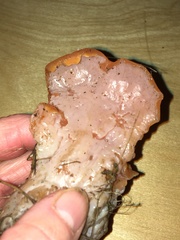 Guepinia helvelloides