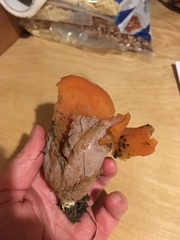 Guepinia helvelloides