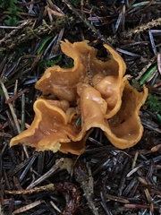 Otidea alutacea