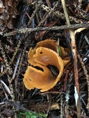 Otidea alutacea