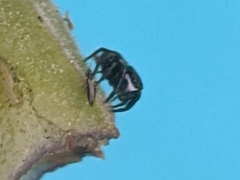 Chalcoscirtus diminutus