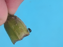 Chalcoscirtus diminutus