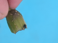 Chalcoscirtus diminutus