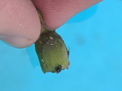 Chalcoscirtus diminutus