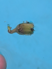 Chalcoscirtus diminutus