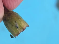 Chalcoscirtus diminutus