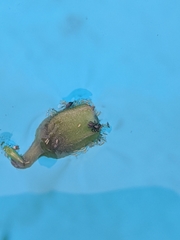 Chalcoscirtus diminutus