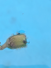 Chalcoscirtus diminutus