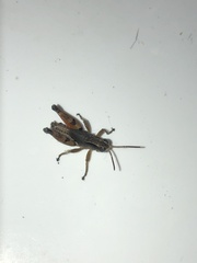 Phaulacridium vittatum