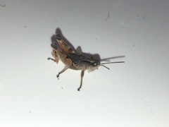 Phaulacridium vittatum